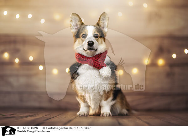 Welsh Corgi Pembroke / Welsh Corgi Pembroke / RP-01526
