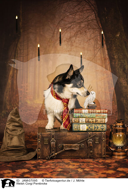 Welsh Corgi Pembroke / Welsh Corgi Pembroke / JAM-07095