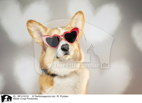 Welsh Corgi Pembroke / Welsh Corgi Pembroke / RP-01619