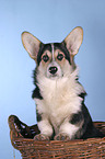 Welsh Corgi Pembroke im Krbchen