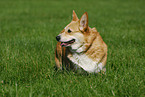 Welsh Corgi Pembroke