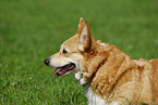 Welsh Corgi Pembroke