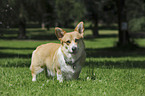 Welsh Corgi Pembroke