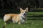 Welsh Corgi Pembroke