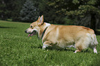 Welsh Corgi Pembroke