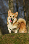 Welsh Corgi Pembroke