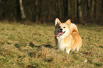 Welsh Corgi Pembroke