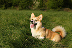 sitzender Welsh Corgi Pembroke