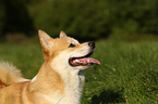 Welsh Corgi Pembroke Portrait