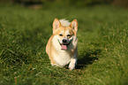 laufender Welsh Corgi Pembroke