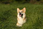 sitzender Welsh Corgi Pembroke