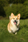 Welsh Corgi Pembroke