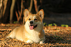 liegender Welsh Corgi Pembroke