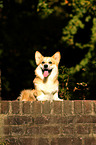 Welsh Corgi Pembroke