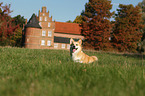 sitzender Welsh Corgi Pembroke