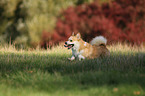 rennender Welsh Corgi Pembroke