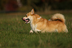 rennender Welsh Corgi Pembroke