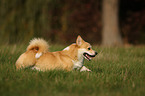 rennender Welsh Corgi Pembroke