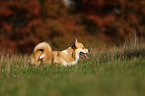 Welsh Corgi Pembroke