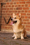 sitzender Welsh Corgi Pembroke