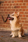 sitzender Welsh Corgi Pembroke