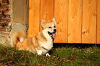 sitzender Welsh Corgi Pembroke