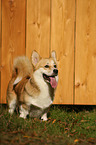 Welsh Corgi Pembroke