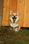 sitzender Welsh Corgi Pembroke