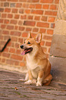 sitzender Welsh Corgi Pembroke