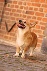 Welsh Corgi Pembroke