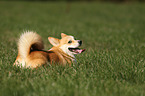 Welsh Corgi Pembroke