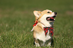 Welsh Corgi Pembroke