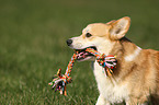 Welsh Corgi Pembroke