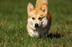 Welsh Corgi Pembroke