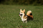 Welsh Corgi Pembroke