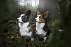 sitzende Welsh Corgi Pembrokes