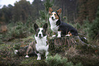 sitzende Welsh Corgi Pembrokes