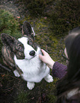 sitzender Welsh Corgi Pembroke