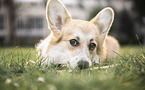 liegender Welsh Corgi Pembroke