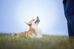 Welsh Corgi Pembroke