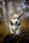 junger Welsh Corgi Pembroke