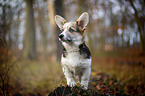 junger Welsh Corgi Pembroke