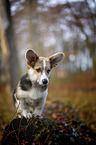 junger Welsh Corgi Pembroke