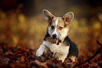 junger Welsh Corgi Pembroke