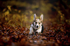 junger Welsh Corgi Pembroke