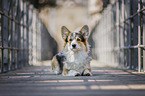 liegender Welsh Corgi Pembroke