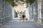 Welsh Corgi Pembroke