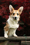 Welsh Corgi Pembroke