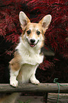 Welsh Corgi Pembroke