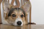 ausgewachsener Welsh Corgi Pembroke